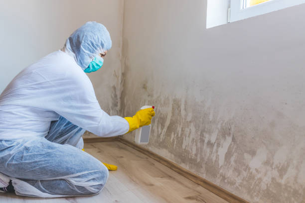 Licensed Mold Testing service in Middlesex, NC - WQB Mold Removal