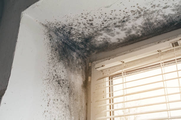 Affordable Mold Testing solutions in Middlesex, NC